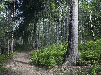 Waldweg